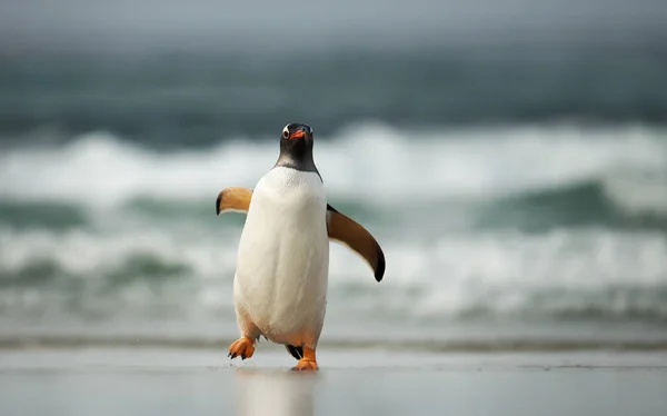 Penguin Gentoo datang ke darat dari Samudera Atlantik — Stok Foto
