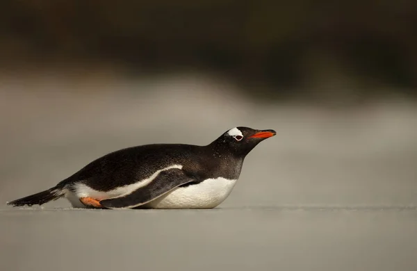 Pingwin Gentoo leżący na piaszczystej plaży nad Oceanem Atlantyckim — Zdjęcie stockowe