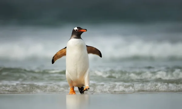 Gentoo пінгвін їдете на берег з Атлантичного океану — стокове фото