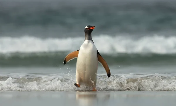 Пингвин Gentoo выходит на берег из Атлантического океана — стоковое фото