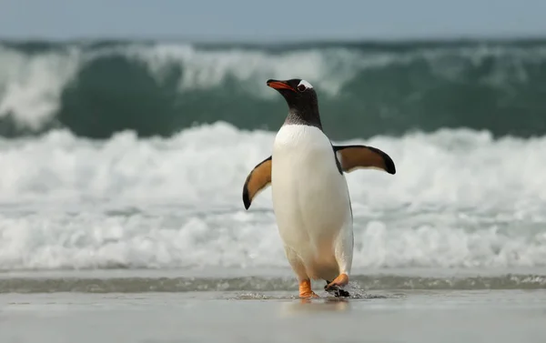 Пингвин Gentoo выходит на берег из Атлантического океана — стоковое фото