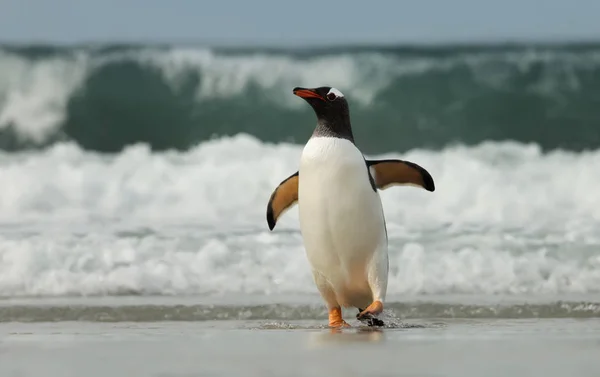 Pinguim gentoo vindo da costa do oceano Atlântico — Fotografia de Stock