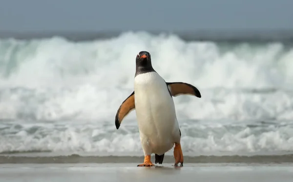 Gentoo penguin coming ashore from stormy ocean — Stock Photo, Image