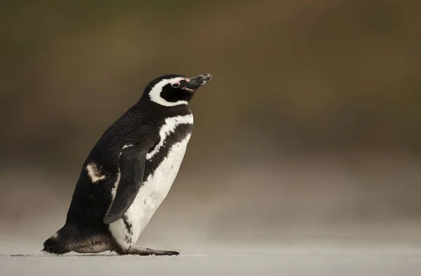 Магелланов пингвин стоит на песчаном пляже — стоковое фото