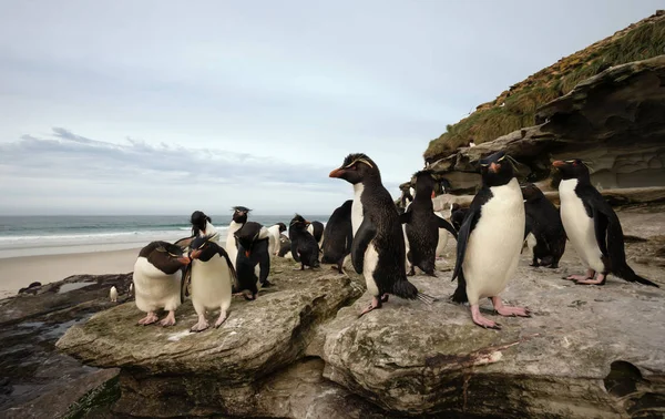 Группа пингвинов Рокхоппер, стоящих на скалах — стоковое фото