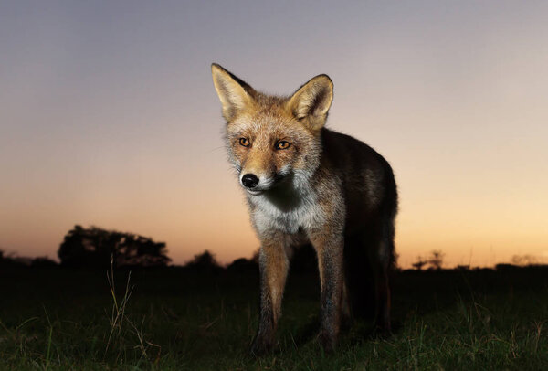 Close up of a Red fox at sunset.