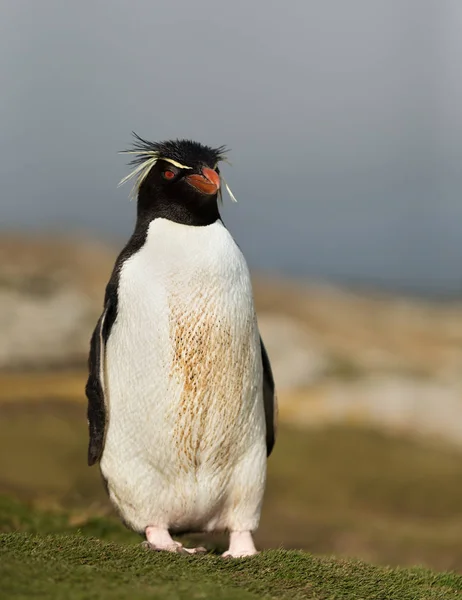 Pingüino saltamontes del sur de pie en una costa —  Fotos de Stock