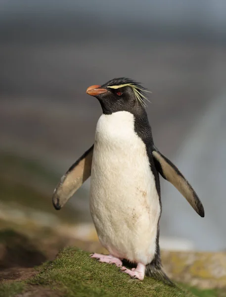 Pingüino saltamontes del sur de pie en una costa —  Fotos de Stock