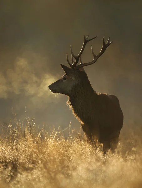 Red Deer stag at sunrise with breath condensing at dawn — Stock Photo, Image