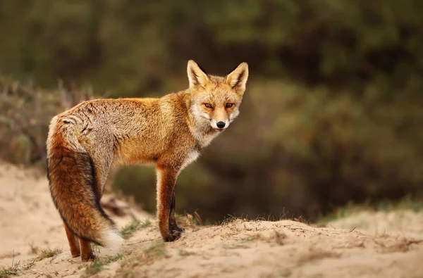 Närbild av en rödräv i sanddynerna — Stockfoto