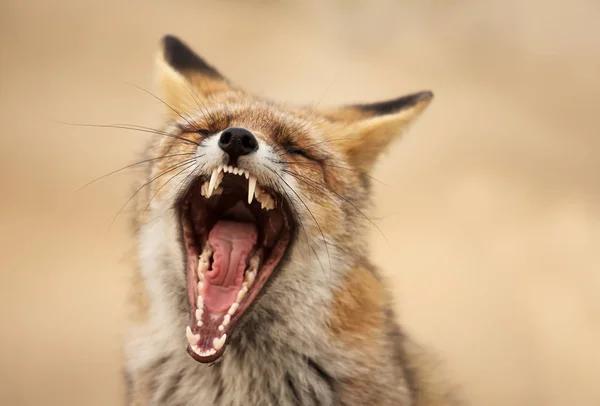 Портрет красной лисы зевающей — стоковое фото