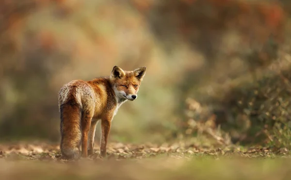 Κοντινό πλάνο του μια κόκκινη αλεπού στο λιβάδι — Φωτογραφία Αρχείου