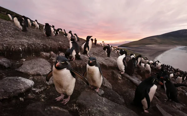 Colônia de pinguins rockhopper do sul ao pôr do sol — Fotografia de Stock