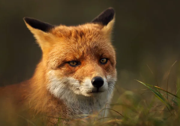 초원에 붉은 여우의 클로즈업 — 스톡 사진