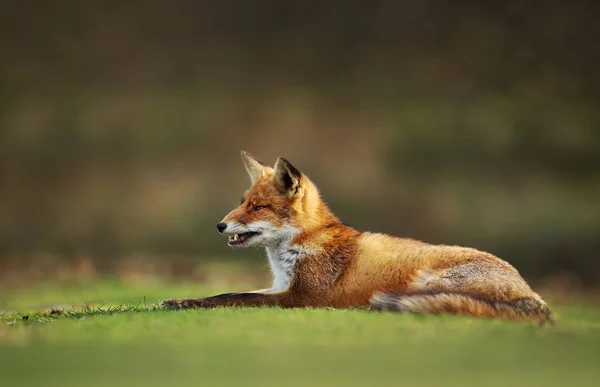 Close up of a Red fox lying on grass in summer — Stock Photo, Image