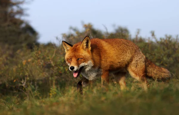 Крупним планом Red fox в лузі — стокове фото