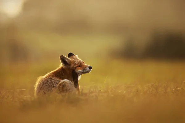 Крупний план Червоної лисиці на заході сонця — стокове фото