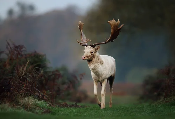 Fallow deer on a misty morning in autumn — Stock Photo, Image