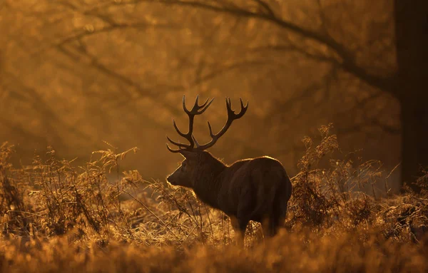 Silueta de un ciervo rojo al amanecer —  Fotos de Stock