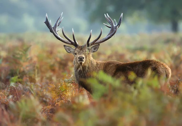 Red Deer Stag met gras op geweien tijdens het verrotting seizoen in AUT — Stockfoto