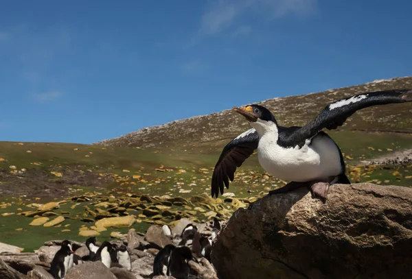 Close-up de um Shag Imperial empoleirado em uma rocha — Fotografia de Stock