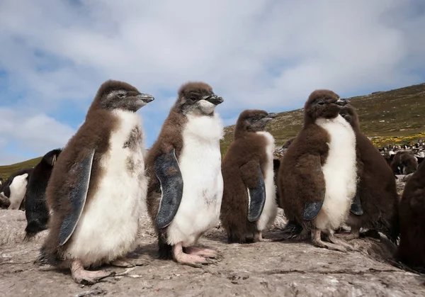 Rockhopper-Pinguin-Küken stehen in einer Anfängergruppe auf Felsen — Stockfoto