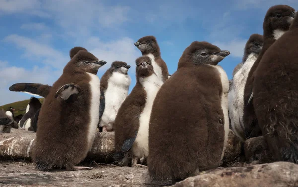 Rockhopper pingouin poussins debout sur les rochers dans une roquerie — Photo