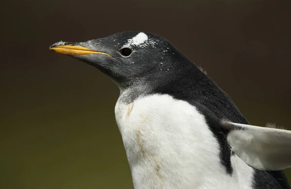 Primo piano di una ragazza pinguino Gentoo in estate — Foto Stock