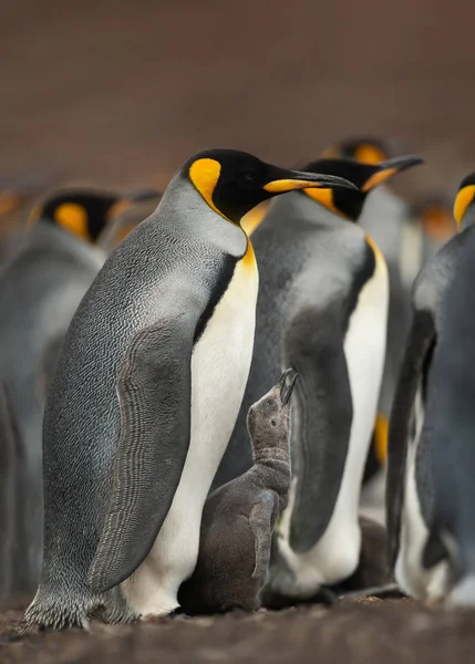 Yiyecek isteyen bir Kral penguen civciv yakın — Stok fotoğraf
