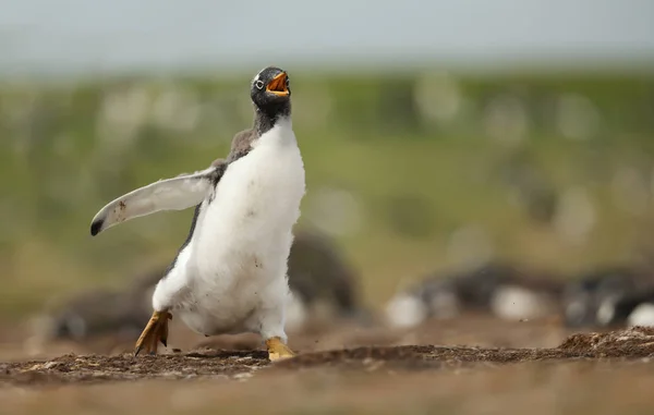 Заткнуть рот бегущему птенцу пингвина — стоковое фото