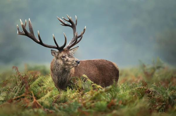 Red deer stag during rutting season in autumn — Stock Photo, Image