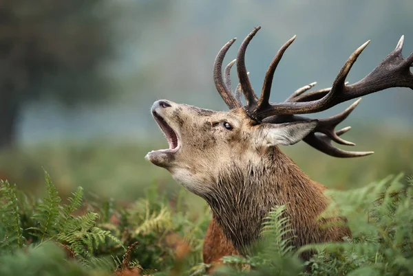 Sonbaharda rutting sezonunda kırmızı geyik geyik arama — Stok fotoğraf