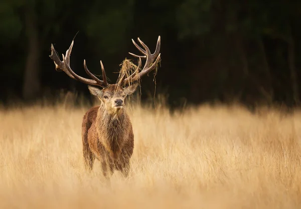 Veado vermelho com grama em chifres durante a temporada de rutting em aut — Fotografia de Stock