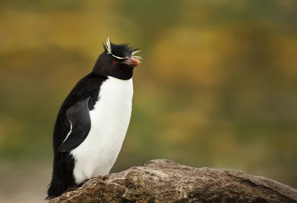 Pinguim-tremonha-do-sul em pé sobre uma rocha contra colorido — Fotografia de Stock