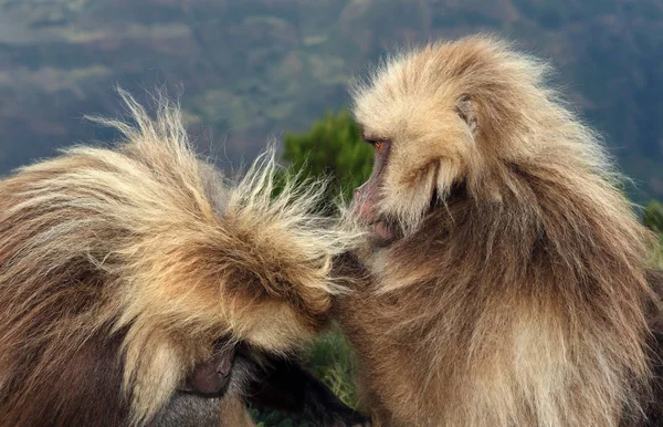 Macacos Gelada preparando-se nas montanhas Simien — Fotografia de Stock