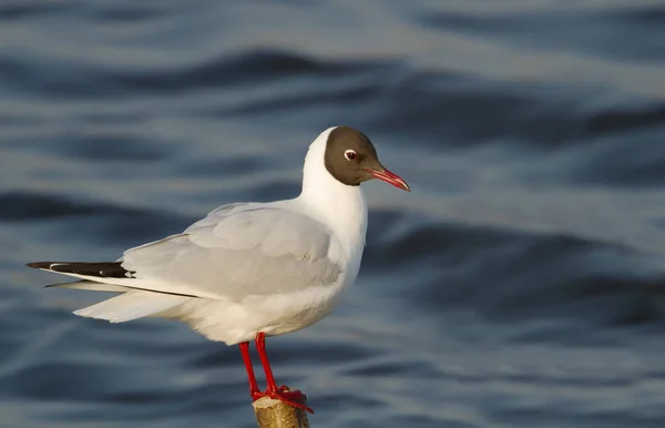 Gros plan d'une mouette à tête noire perchée sur un poteau — Photo