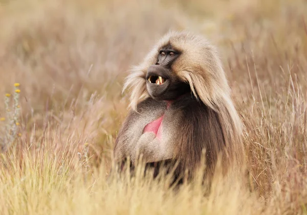 Крупный план самца Gelada обезьяны сидит в траве — стоковое фото
