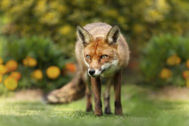 Bahçedeki kırmızı tilkiye yaklaş