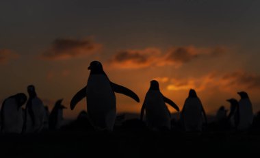 Günbatımında Gentoo penguenleri, Falkland Adaları