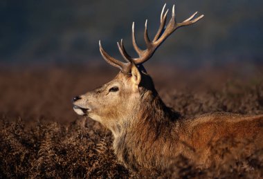 Sisli bir sonbahar sabahı rutting mevsiminde kırmızı geyik geyik