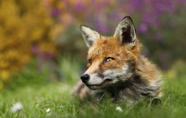 Bahçedeki kırmızı tilkiye yaklaş