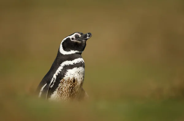 Close up de um pinguim de Magalhães na grama — Fotografia de Stock