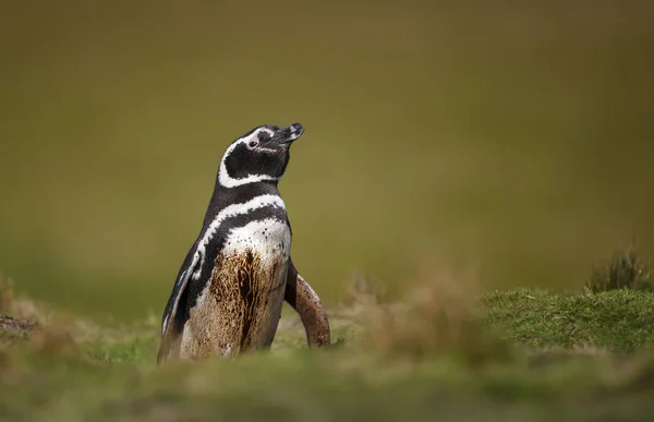 Close up de um pinguim de Magalhães na grama — Fotografia de Stock