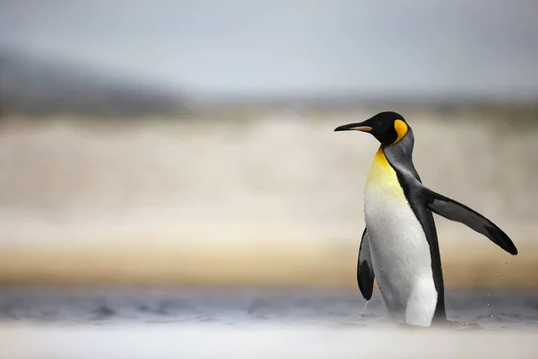 Bir Kral penguenin suyuna yaklaş. — Stok fotoğraf