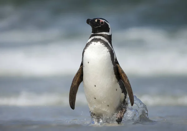 Primer plano del pingüino magallánico que desembarca — Foto de Stock