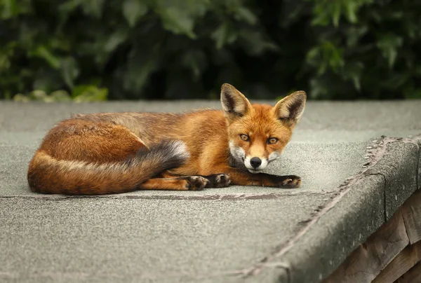 Міська червона лисиця спить на даху сараю — стокове фото