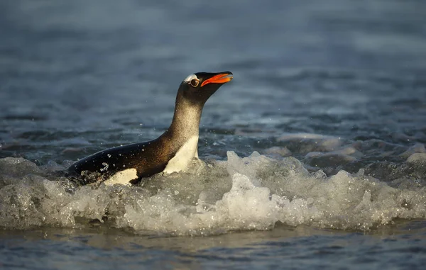 Primo piano di un pinguino Gentoo nell'oceano Atlantico — Foto Stock