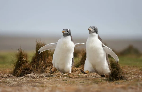 Пингвины Gentoo счастливо бегают по траве — стоковое фото