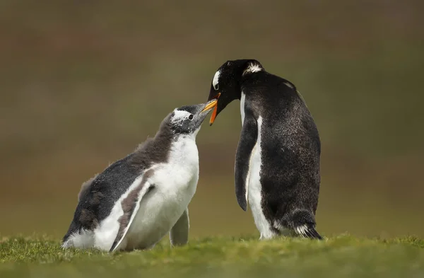 Gros plan d'un pingouin Gentoo demandant à manger — Photo