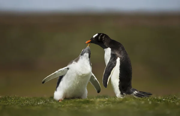 Primo piano di una ragazza pinguino Gentoo che chiede cibo — Foto Stock